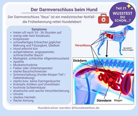 Wusstest Du schon? Darmverschluss beim Hund