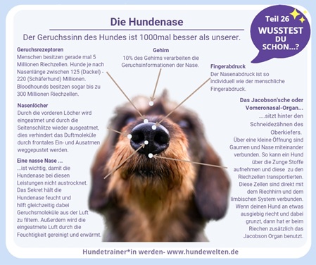 Wusstest Du schon? - Die Hundenase