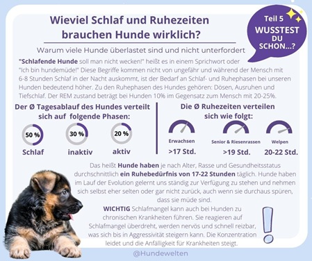 Wusstest Du Schon? Wieviel Schlaf braucht Dein Hund