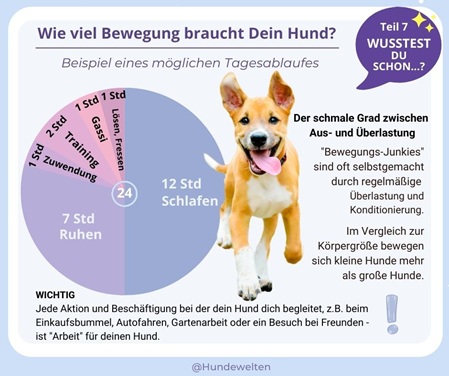 Wusstest Du schon? Wie viel Bewegung braucht Dein Hund?